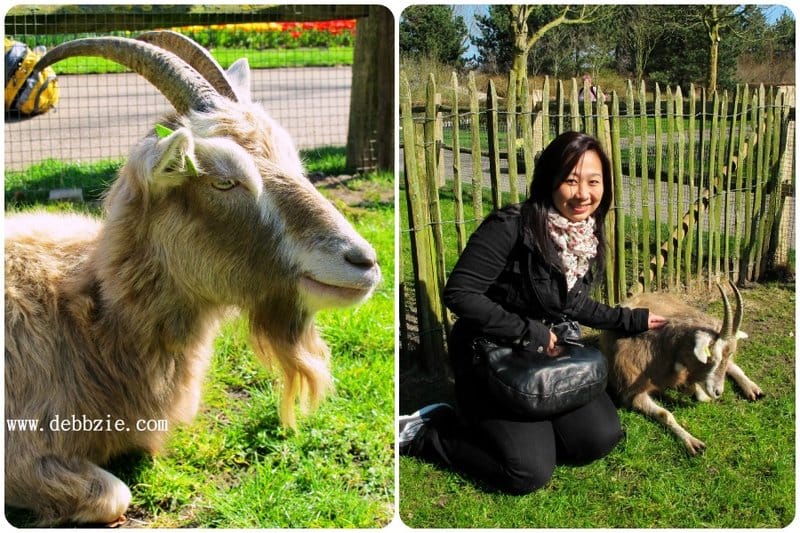 Explore chicken road slot